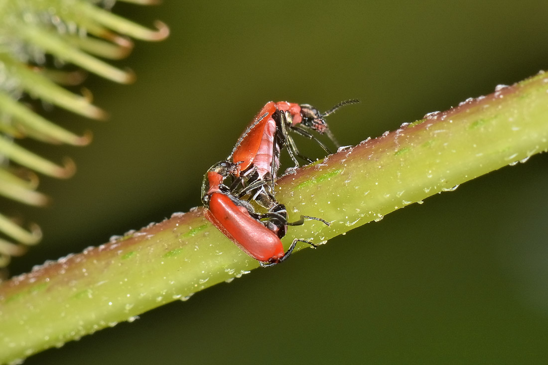 Malachiidae: Anthocomus rufus